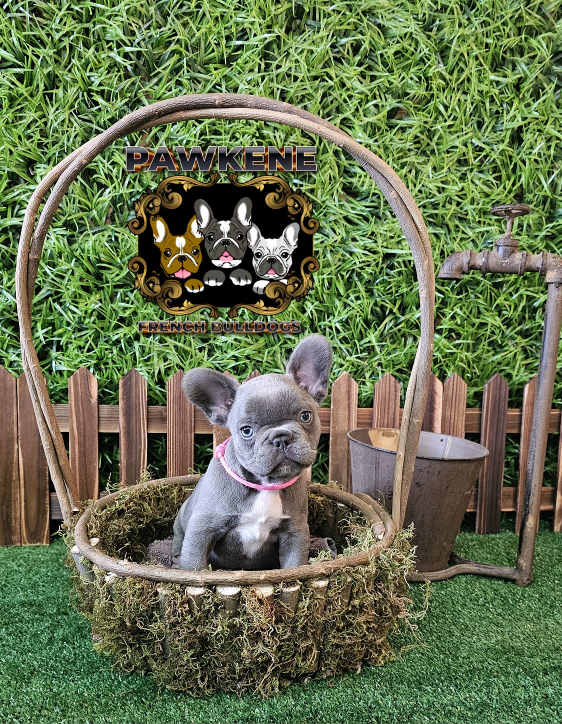 Image of french male bulldog 2